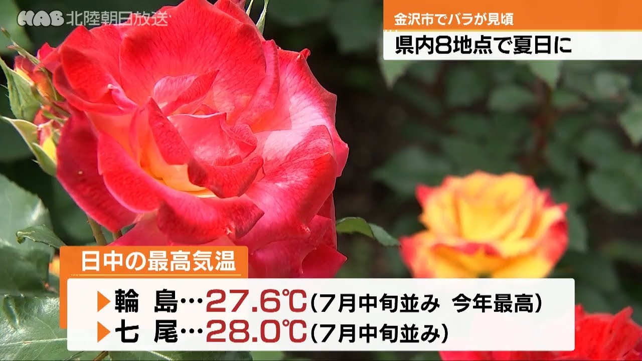 石川 朝から気温上昇！ 県内8地点で夏日に 金沢市のバラ園は6月上旬