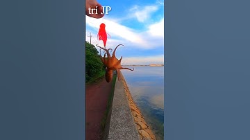 #shorts Câu bạch tuộc tại Nhật Bản dễ cực - TinTin câu cá giải trí JP #câu_cá_giải_trí