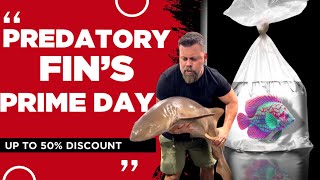 $1,000 Aquarium Fish For Half Price!!! PREDATORY FIN’S PRIME DAY