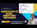 Subdivisions of Intraembryonic Mesoderm | Third week of development embryology