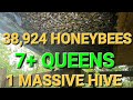 Massive  beehive found with 7 queens and 10 lbs of bees 