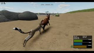 cheetah hunting topi [ wild savanna ] screenshot 1