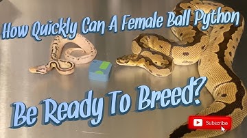 How Fast Do Ball Pythons Grow?? || How Quick Can A Female Be Ready To Breed?!