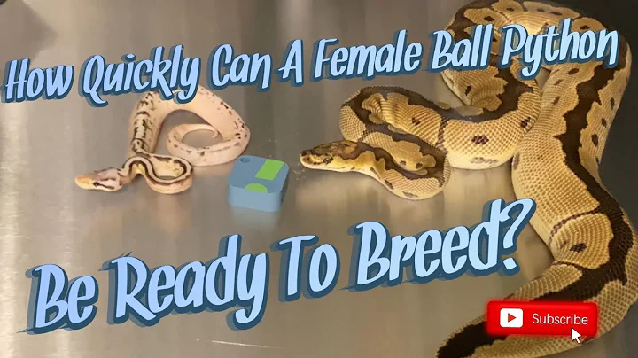 How Fast Do Ball Pythons Grow?? || How Quick Can A Female Be Ready To Breed?!