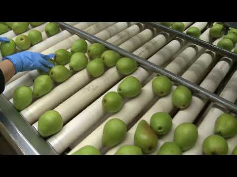 Codex standards at work on a pear orchard in Oregon, USA