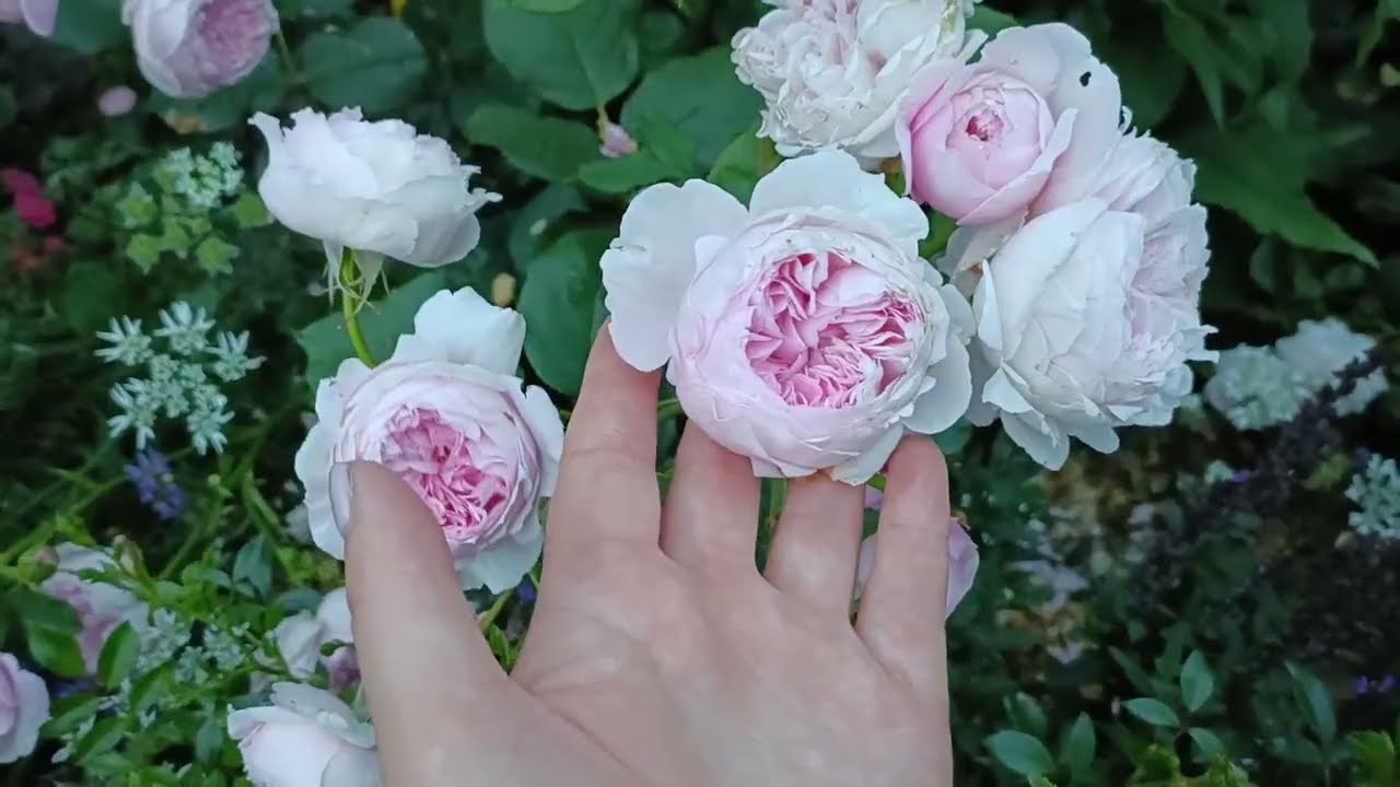 Przegląd które róże bez oprysków świetnie kwitną i zdobią ogród