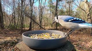 Blue Jay imitating hawk