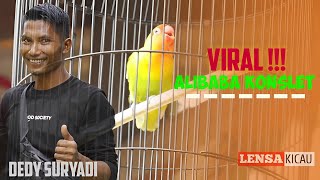 Love Bird Alibaba Konslet Habis Sang Pemilik Dedy Suryadi Sangat Bahagia Melihatnya