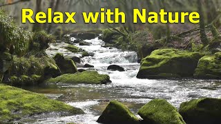 TV for Dogs  Calm Your Dog TV with Gentle Waterfalls ~ Nature Relaxation Films