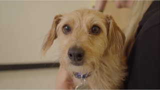 Spotlight on Wagging for Warriors & Mayor's Alliance for NYC's Animals