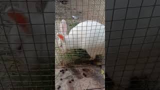 Download Lagu #hari hari odhani Pawan Singh superhit bhojpuri song video HD MP3