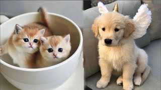 AWW CUTE BABY ANIMALS Videos Compilation cutest moment of the animals  Soo Cute! #2