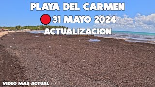 PLAYA DEL CARMEN HOY🔴ACTUALIZACION 31 MAYO 2024 | PLAYA MAMITAS Y PUNTA ESMERALDA