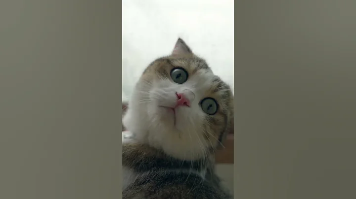 Watch the video about Cute Cats ❤️ Scottish Fold Cats #love #cute #scottishfold #cat