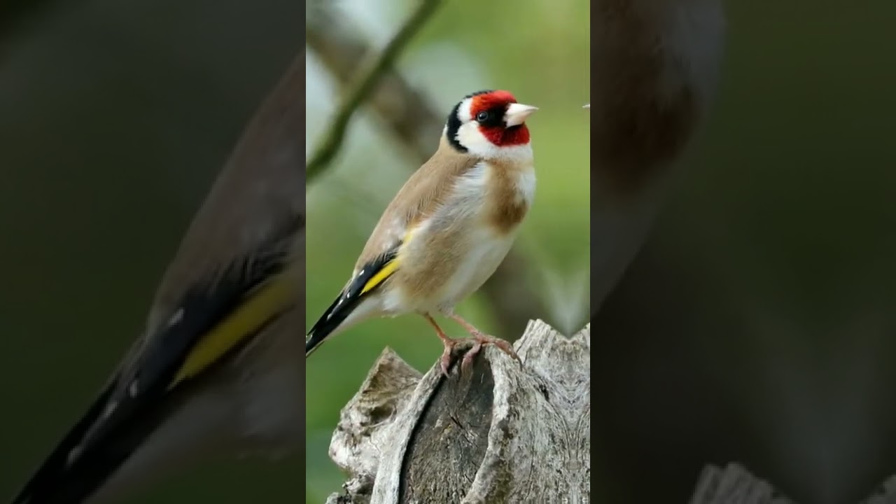 estimular El Jilguero Campero ♥️