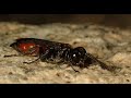 【激レア？】アカオビケラトリバチ　Larra amplipennis　（Mole cricket wasp or Mole cricket hunter）