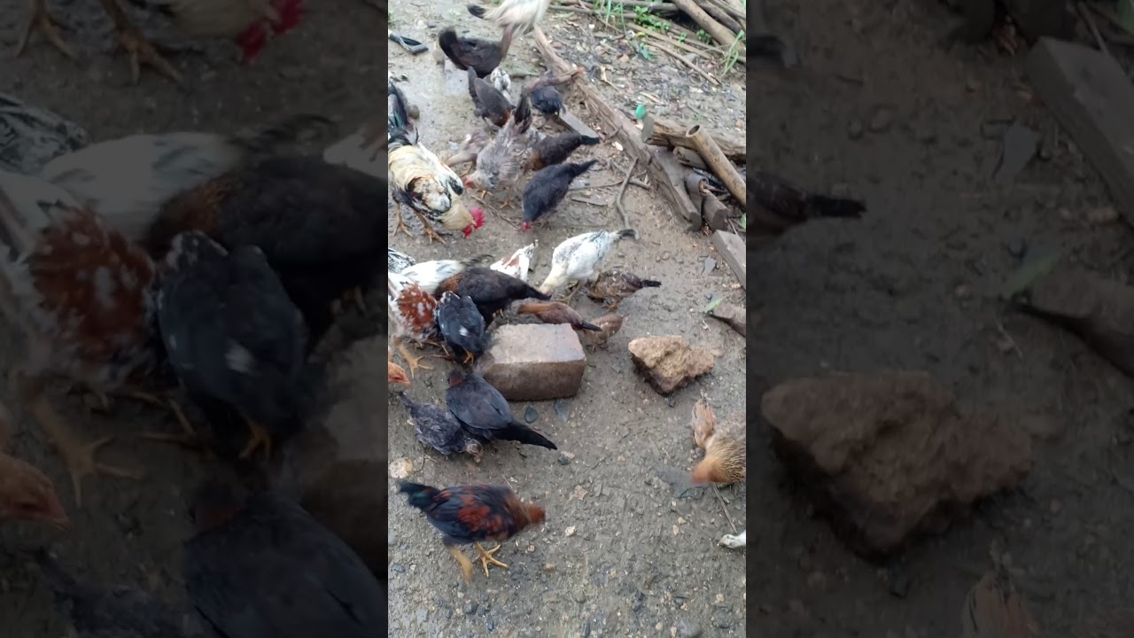 Native Chicken 