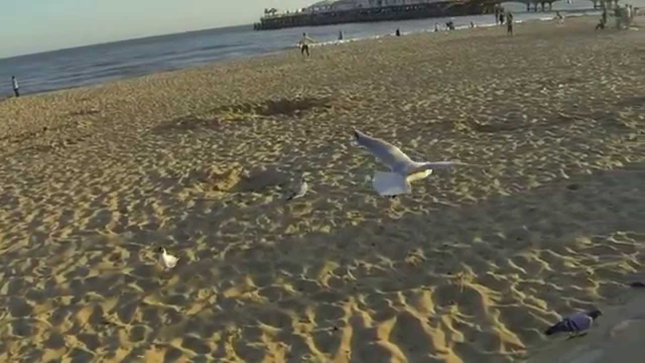Birds in slow motion - YouTube