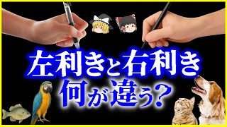 【ゆっくり解説】なぜ人類は“右利き”に偏った？右利きと左利き、何が違う？を解説/動物にも利き手がある!?利き手にまつわる進化の謎