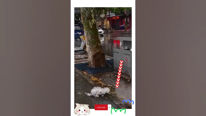 you won't believe this.  A person found a dirty cat...  #cat #animals #wildlife