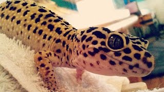 Leopard Gecko doing the Wiggle