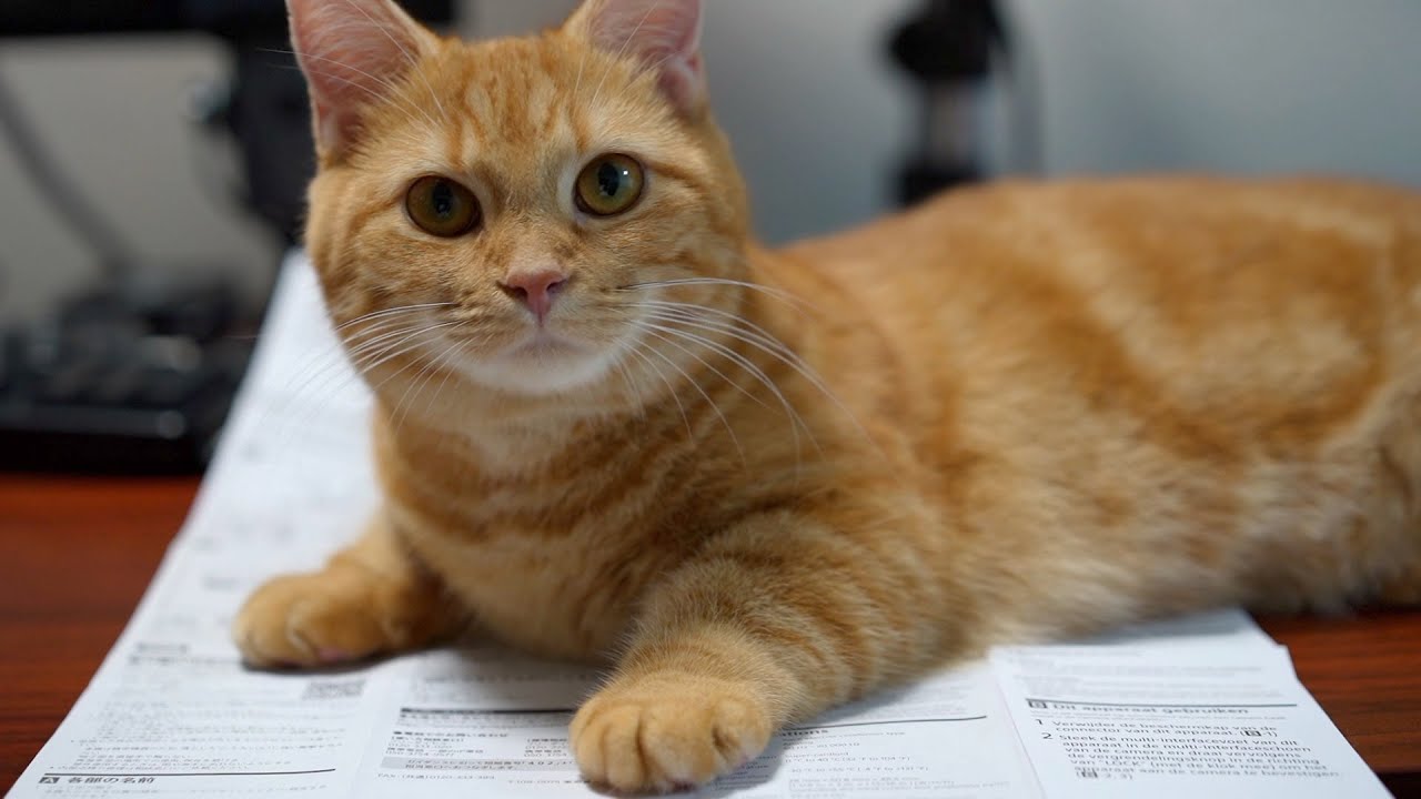 Cat won't let me read the manual YouTube