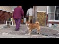 お餅と柴犬を交互に見る動画