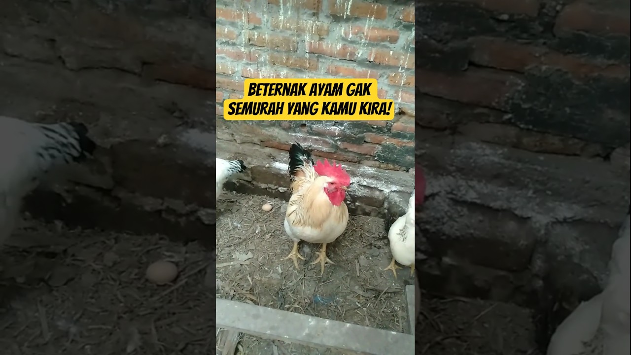 Beternak Ayam Gak Semurah yang Kamu Kira! 