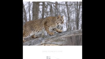 Weebly Tutorial -  ADDING A BUTTON