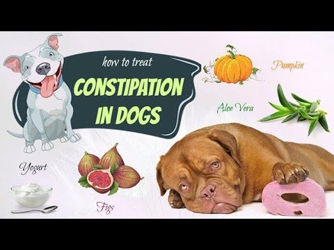 how-to-get-rid-of-constipation-in-dogs-at-home-||-how-to-treat-constipation-in-dogs