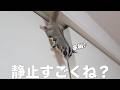 フクロモモンガ4匹の日常!静止と喧嘩で新年早々カオスです