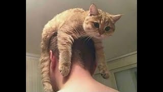 🐈 Cat games!🐕 Funny cat and kitten videos for a good mood! 🐱