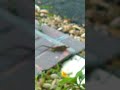 Lizard Mates with Female then Drags her to Bedroom