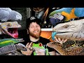 Reptile Room Tour 2021 [3 Rooms 60+ Reptiles]