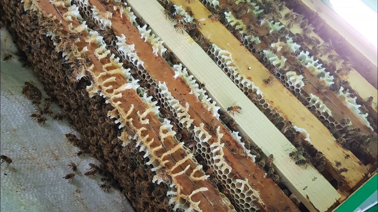 Első munkafolyamat a méhek fejlődésében, első adag repcemézet meg is kapták