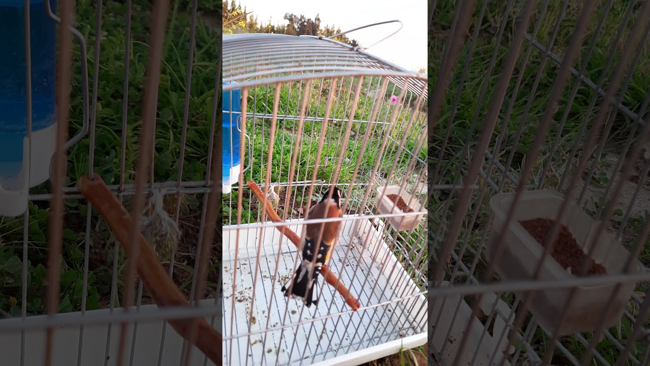 مقنين جاهز مشاء الله كاج كاج  اسمع واستمتع