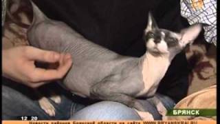 В Брянске кошка выкормила и воспитала щенка В Брянске кошка выкормила и воспитала щенка