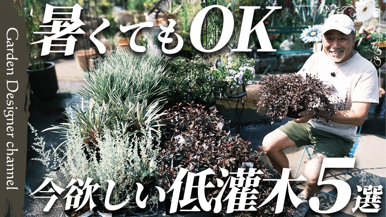 New Arrivals!] Introducing our top 5 must-have low-growing shrubs