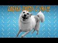 СОБАКА СХОДИТ С УМА.  СОБАКА ИГРАЕТ САМА С СОБОЙ !!! / THE DOG GOES CRAZY !!!