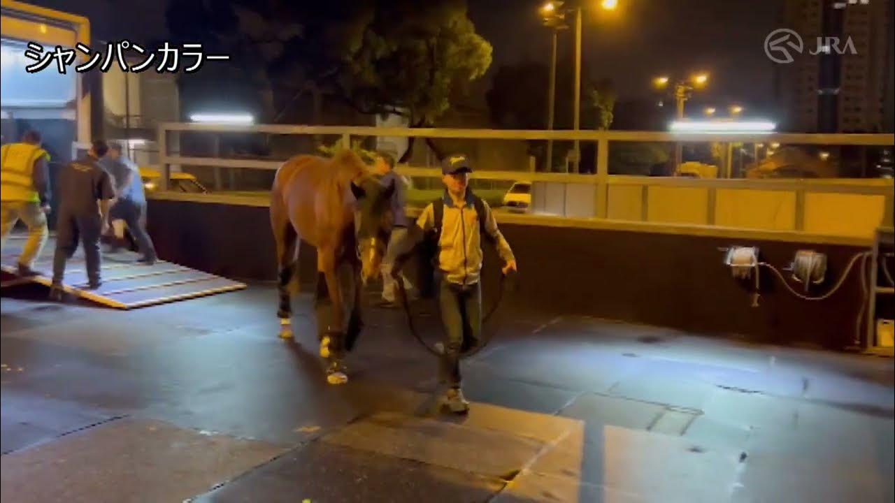 【2024香港チャンピオンズデー】シャンパンカラーなど日本馬3頭が香港に到着｜JRA公式