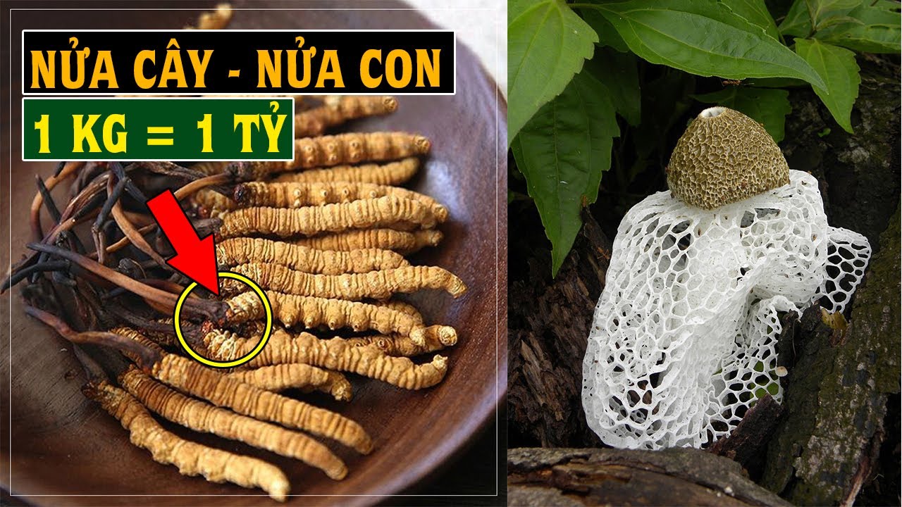5 Loại Nấm Quý Có Giá Trị Kinh Tế Cao 1 tỷ 1 kg đông... - youtube
