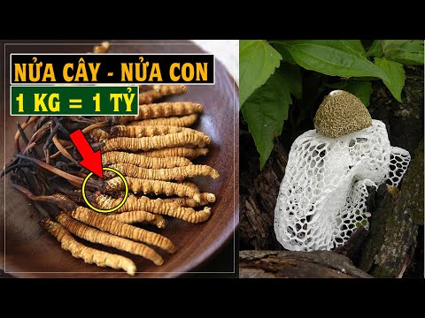 Video 5 Loại Nấm Quý Có Giá Trị Kinh Tế Cao 1 tỷ 1 kg đông... - youtube