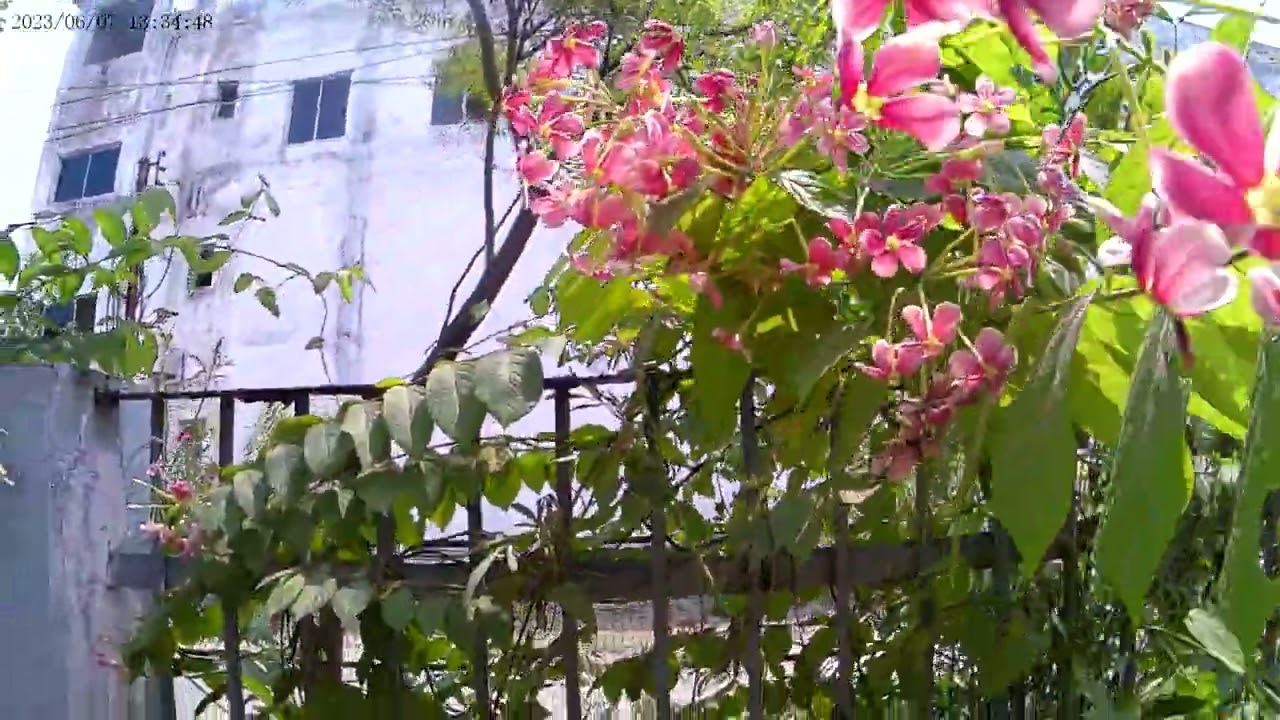 Cason Cn 50 video graphy test in Day Light