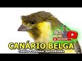 CAMPAINHA CANTO LONGO DE CANÁRIO 10 HORAS PARA TREINAR E ENSINAR FILHOTES - KINGDOM CANARY 10 HOURS