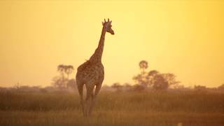 Selinda Explorers Camp - Discover the hidden secrets of wild Africa