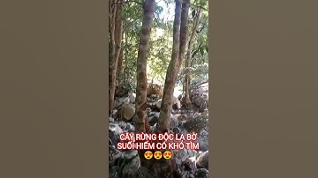 CÂY RỪNG ĐỘC LẠ BỜ SUỐI HIẾM CÓ KHÓ TÌM.