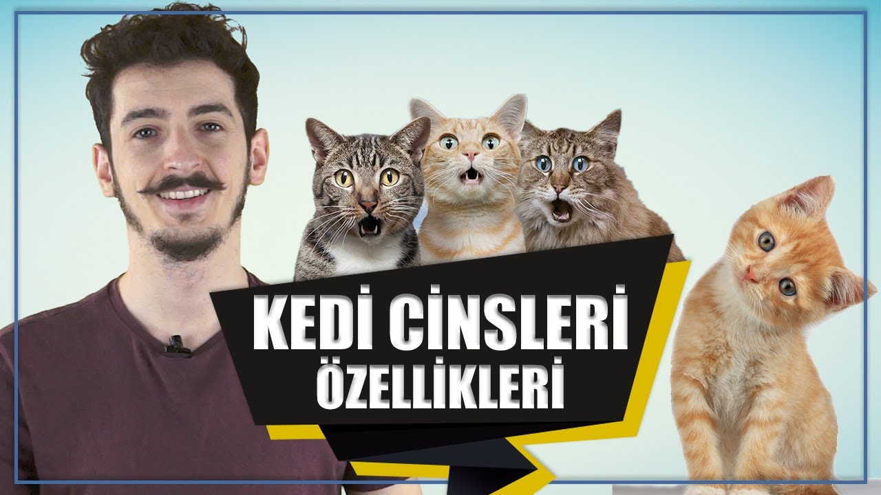 kedi türleri isimleri