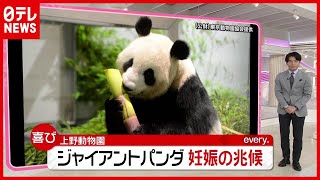 上野動物園が“５か月ぶり”再開…ジャイアントパンダ「シンシン」に妊娠の兆候も（2021年6月4日放送「news every.」より）