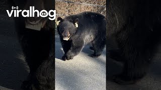 New Bears Cross Woodsy Road In Connecticut || Viralhog