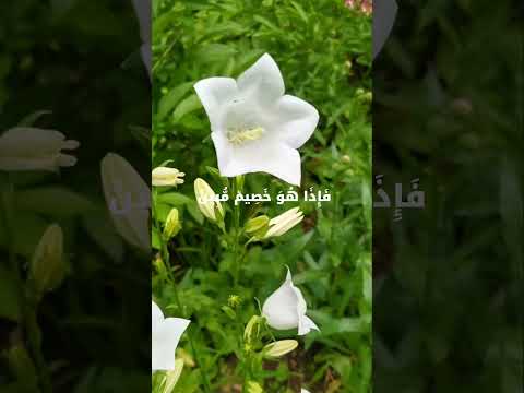سورة ياسين الايات ٧٧ ٧٨   77 78  اكسبلور